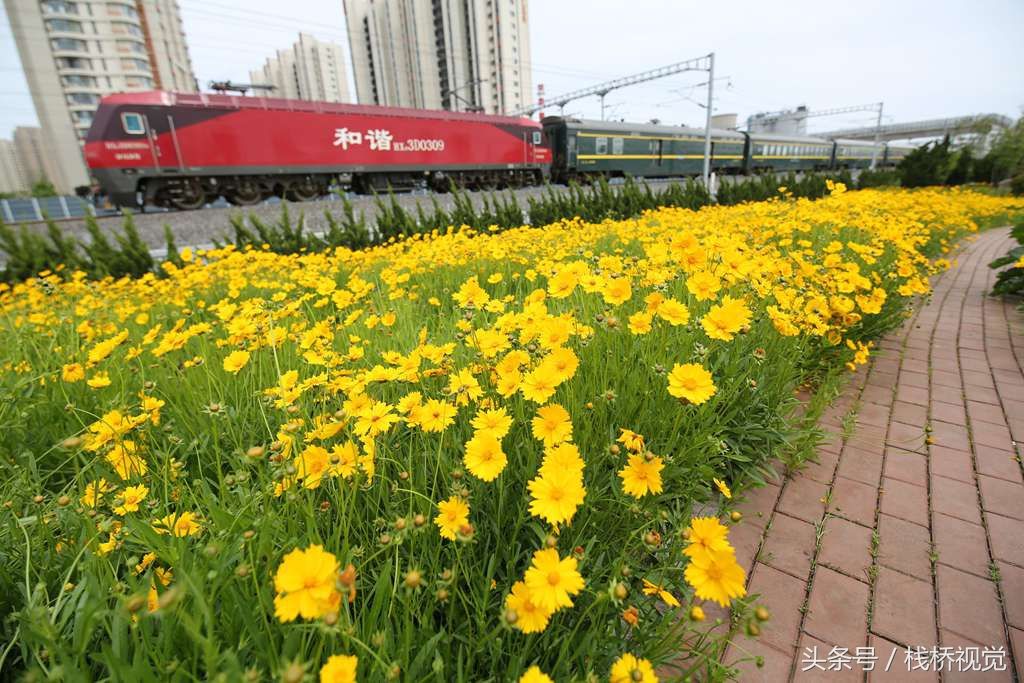 青岛后海现中国最美高铁，穿越花海还能看胶州湾海景，坐火车来看