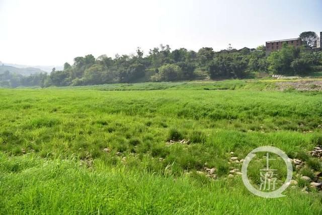 国家二级保护动物中华赤麻鸭首来重庆江津越冬,目前国内仅存1万