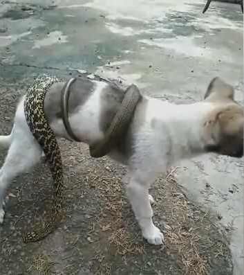 深山网友看到自己家土狗被大蛇狠狠缠住,叫来