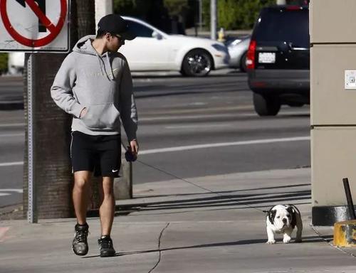 国家关于小区养狗规定