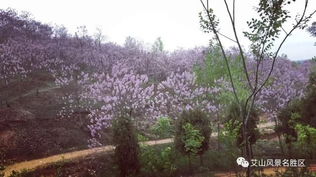 苏北最大艾山梧桐树林：花开正艳丽，赏花正当时