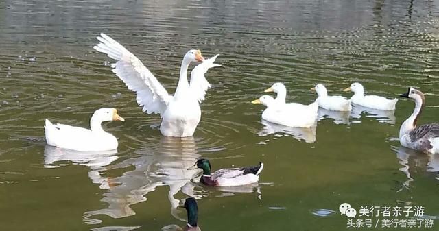 独家｜五一不涨价！人均200+，即可入住长城边儿上的荷塘月色！