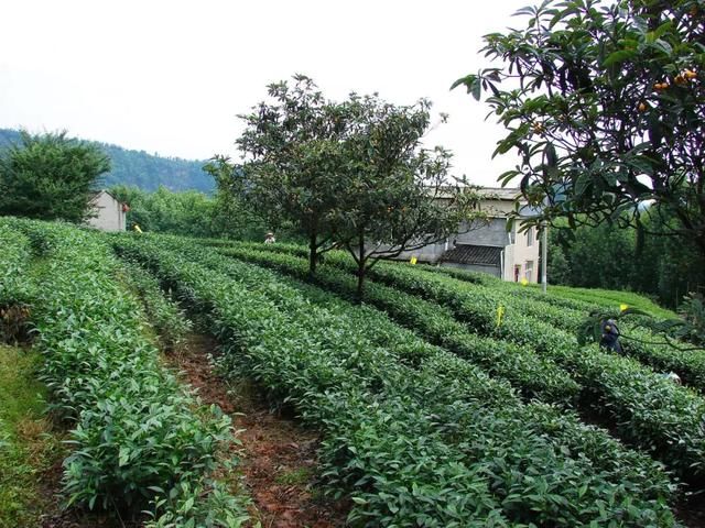 比都江堰还牛！成都南边这个小城，美景美食冷门到极致，1.5h到！