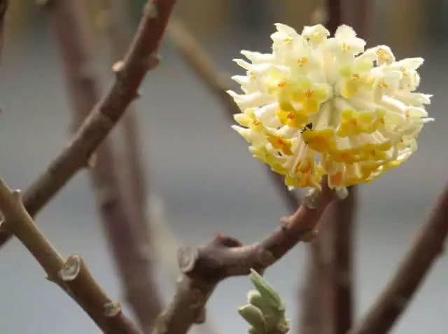 结香花的花语：喜结连枝！~