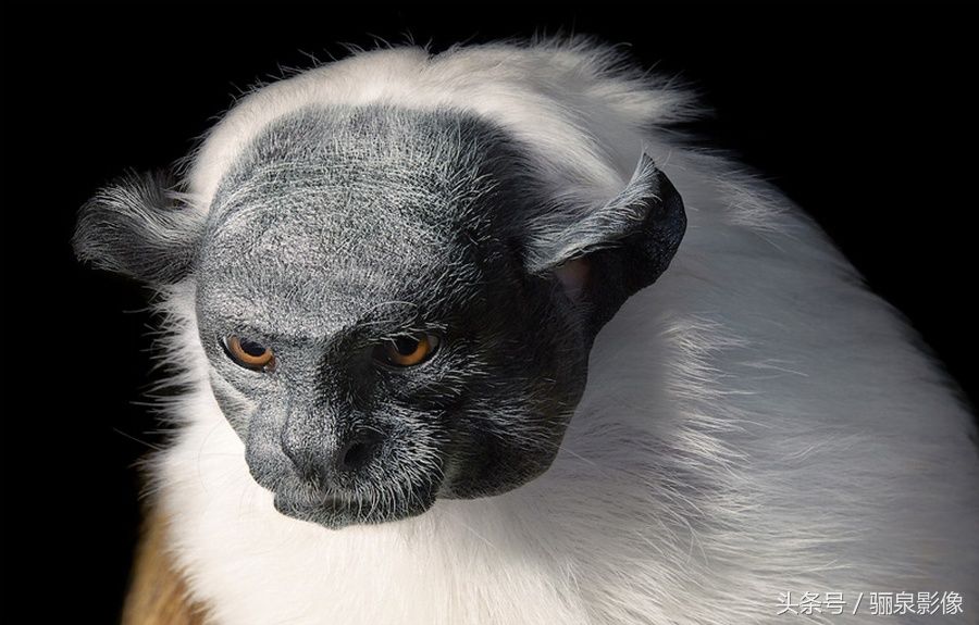 Tim Flach:唤起怜悯之心 充满人性的动物肖像