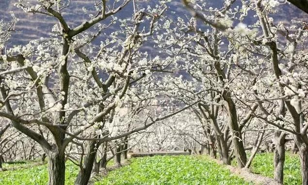 川西规模最大原生态李花观赏地，迎来最后的花期！要去的抓紧！