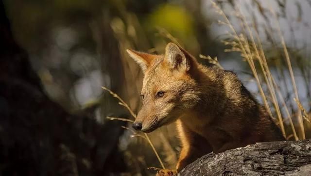 世界最佳旅游冒险目的地:智利