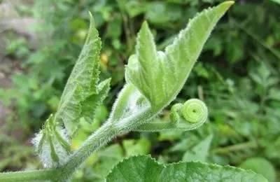 这种全是毛的藤蔓蔬菜，据说是戒烟的良药！老烟枪想试一下吗？