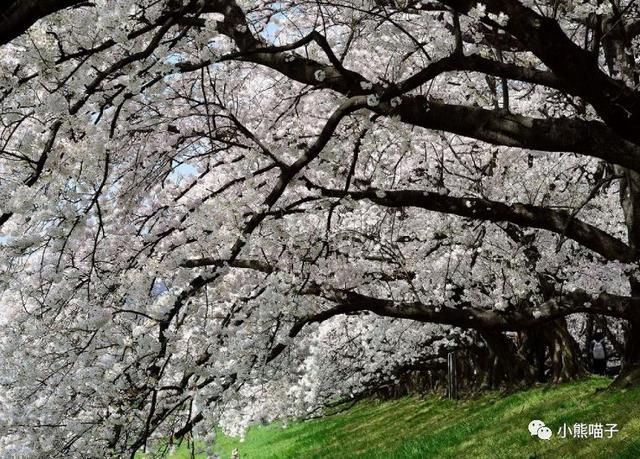 还在烦恼去哪看樱花?你绝对不可错过的9大赏樱圣地!
