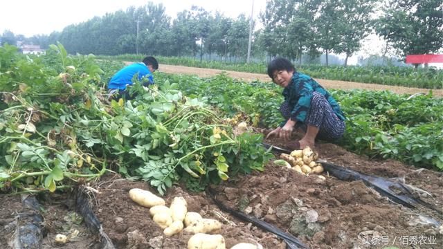 农村去年赔钱的作物，今年行情大好，种植户：只可惜产量太低