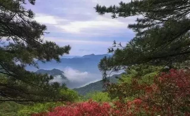 河南这5个地方的野生杜鹃山都染红了天！趁着假期赶紧看花去