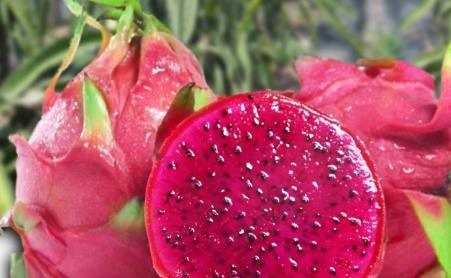 吃完火龙果后要当心,切忌碰一物,很多人却忽略