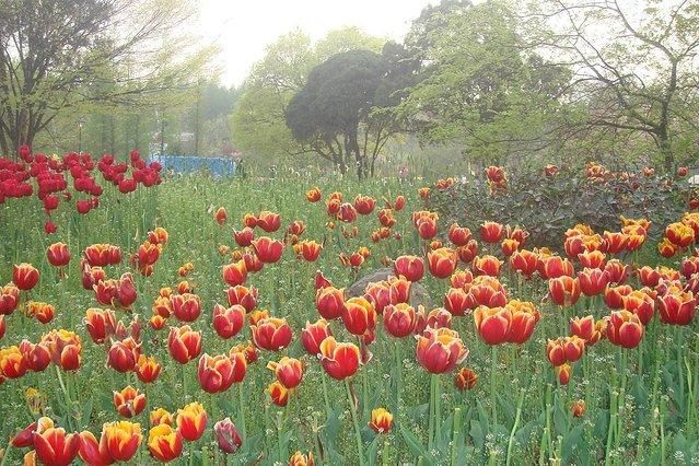 2018山东各地最实用的赏花指南！看这一篇就足够了！快去感受春天