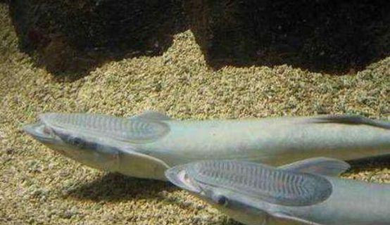 世界上最懒的鱼,作为一条鱼它连泳都懒得游!靠