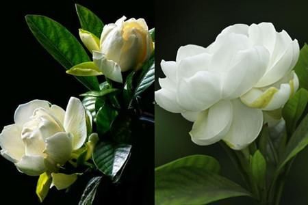 孕妇可以闻栀子花的香味吗 有什么危害