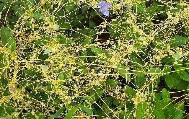 澳门太阳城网址:很多人以为无娘藤只是一种路边杂草 澳门太阳城网址:很多人以为无娘藤只是一种路边杂草