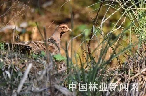 摄影师在德化拍到一只“漂亮的鸟”，竟是国家一级保护鸟类!珍稀