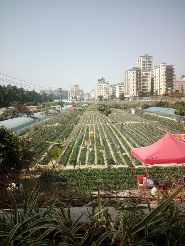 在老家的你已经欢聚一堂，在深圳的我只能欣赏花