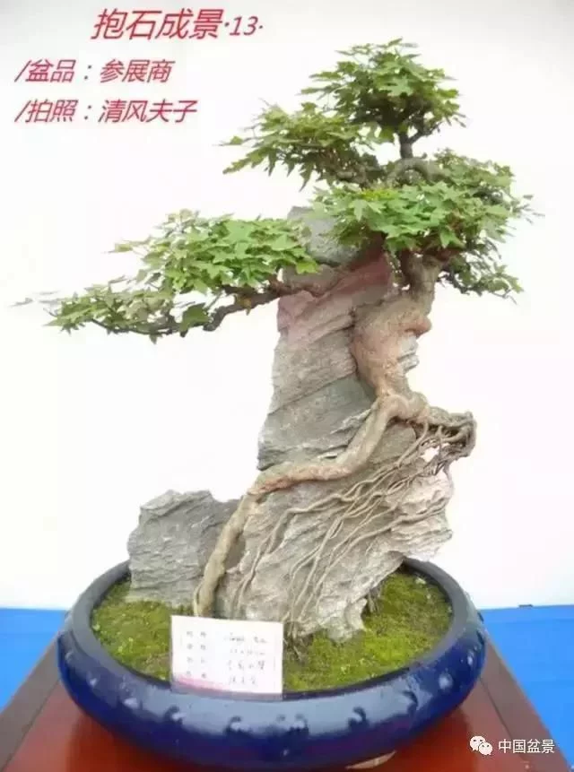 欣赏典雅新奇抱石盆景,学习抱石盆景制作技巧 - 武汉老徐 - 武汉老徐的博客 欣赏典雅新奇抱石盆景,学习抱石盆景制作技巧 - 武汉老徐 - 武汉老徐的博客