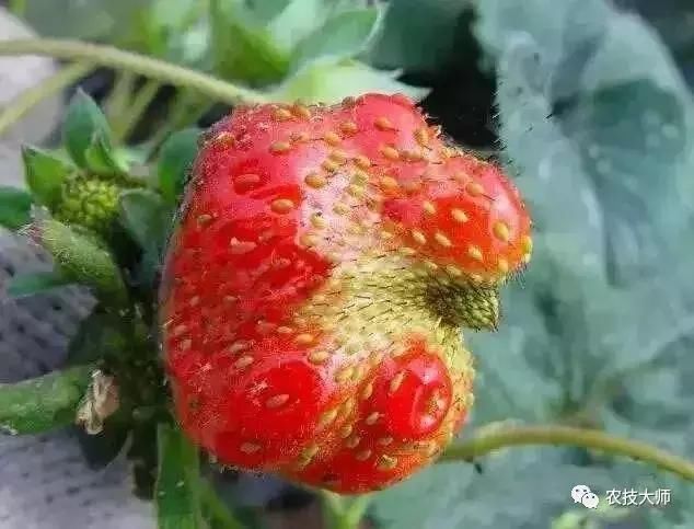 草莓畸形果防治管理,草莓种植管理措施