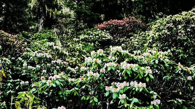 门票只要9.9！成都自驾3h，邂逅阿坝小瑞士！踏青、赏花、泡温泉