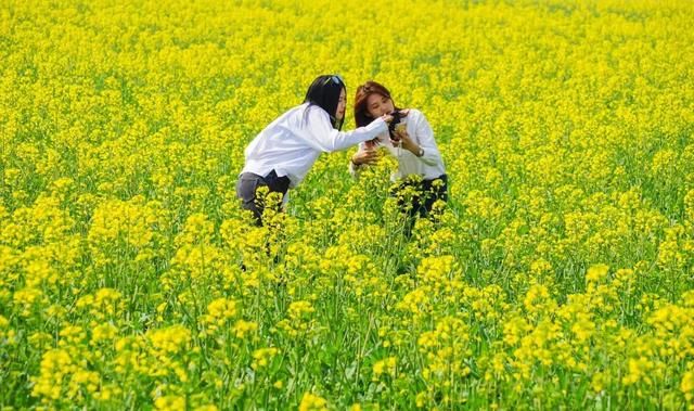 2万亩油菜花海即将开放！不出四川，也能赏到青海同款美景！