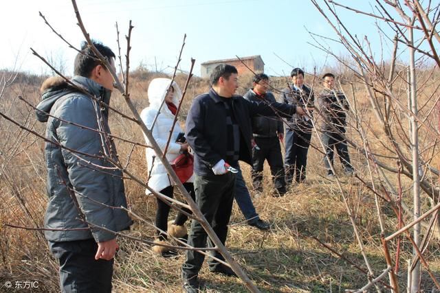 种果树为什么要避免重茬？如果非要重茬，需要这样做才能丰产