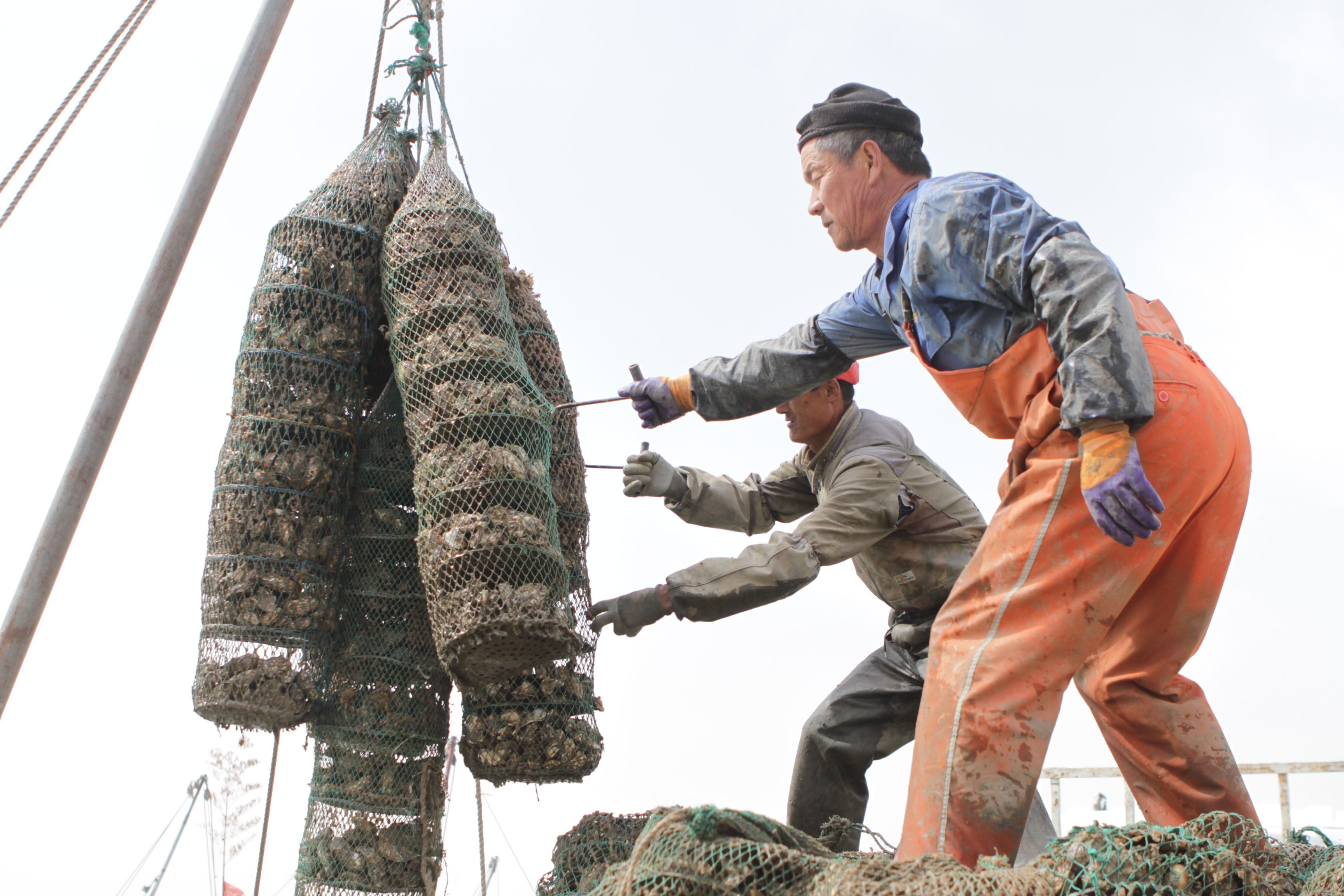 海里的牛奶”大量上市，10元能买4斤，吃货欣喜若狂