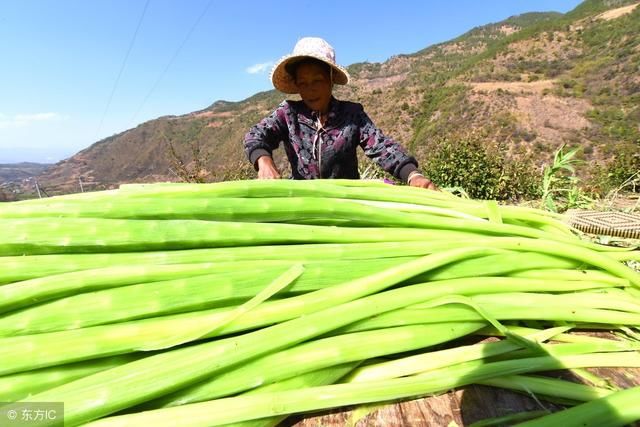 农村一种农作物和莴笋很像，粉丝争议很大，大多人没见过！