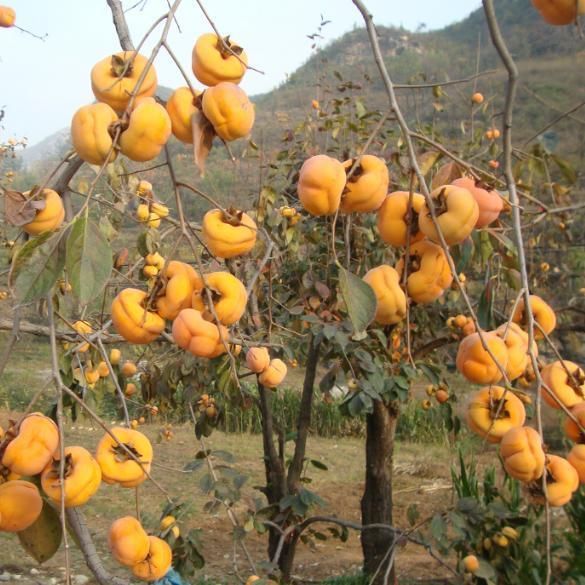 农村庭院种植此8种果树，一年以后，水果全家吃不完