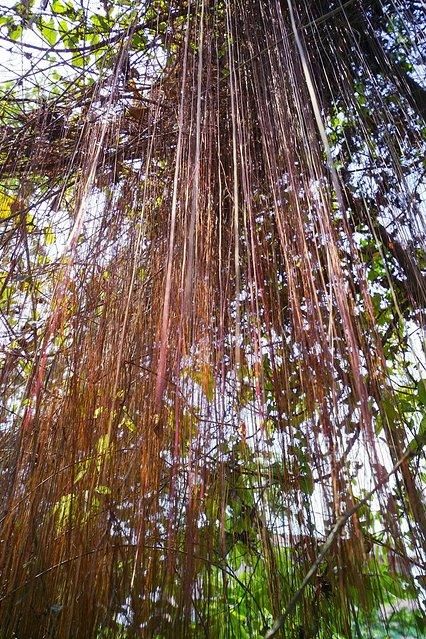 7天6晚，玩转傣历新年泼水盛会