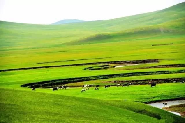 最后一片净土呼伦贝尔大草原,那里有清新的空气