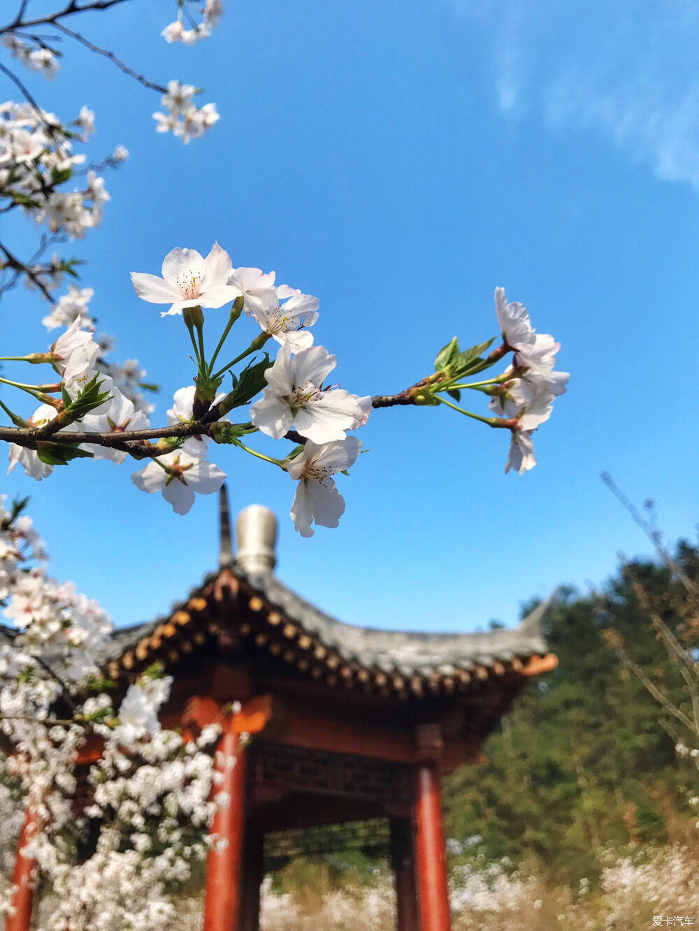 【春之彩】又是一年樱花烂漫时