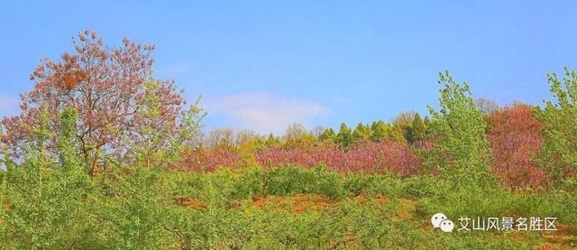 苏北最大艾山梧桐树林：花开正艳丽，赏花正当时