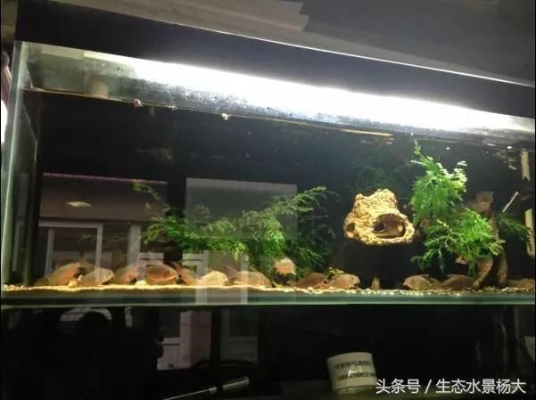 鼠鱼造景那么多一款适合你