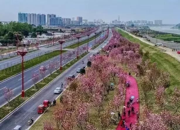 大四川七彩花海要美炸了？最新赏花地图在此，请收好！