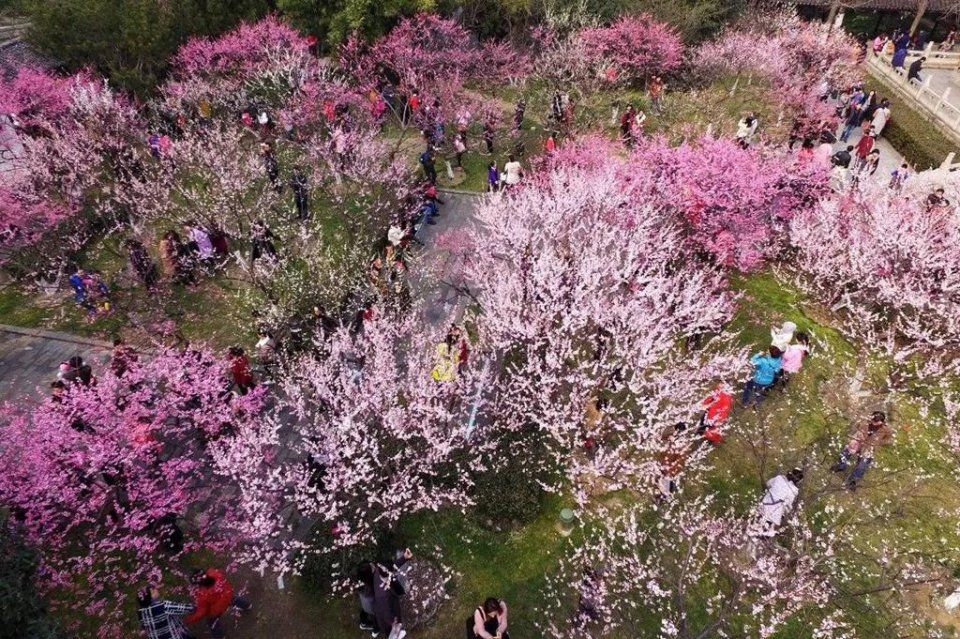踏春|分分钟秒杀东瀛樱花，看“群樱荟萃”的中国最美赏樱地