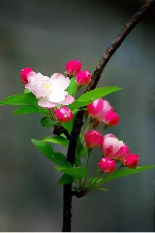 每种花都有特定的花开时间， 掌握这个时间， 为你营造最美的美景