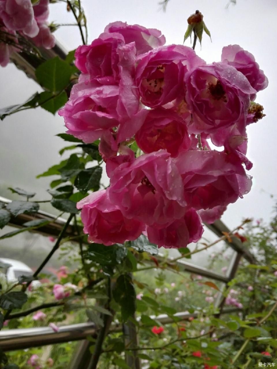 陕西福特车队秦岭大峪自驾游汇报帖