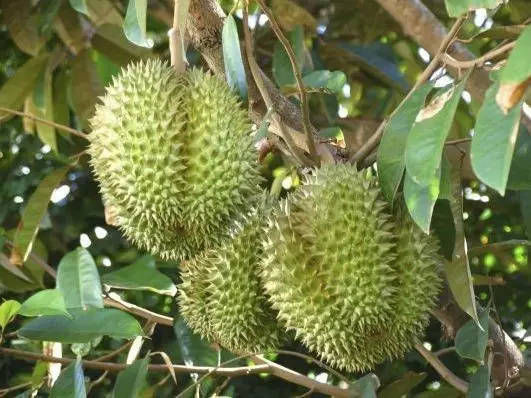 菠萝和榴莲相克吗?一起吃不会怎样吧?