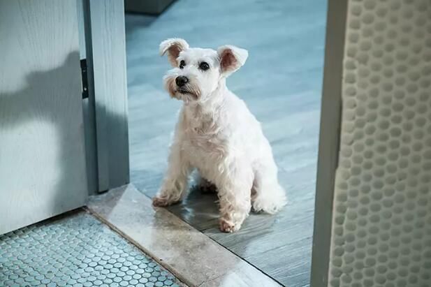 《狗眼看人心》这部低票房高口碑的小众电影值