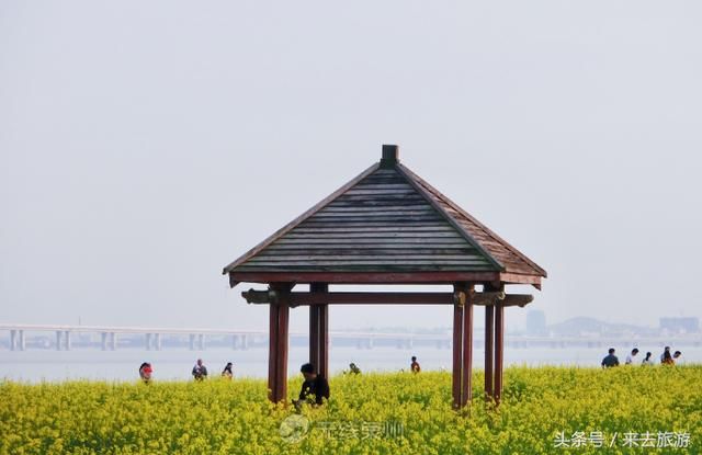 好多泉州人都挤着去的这片油菜花田，你还没去看？