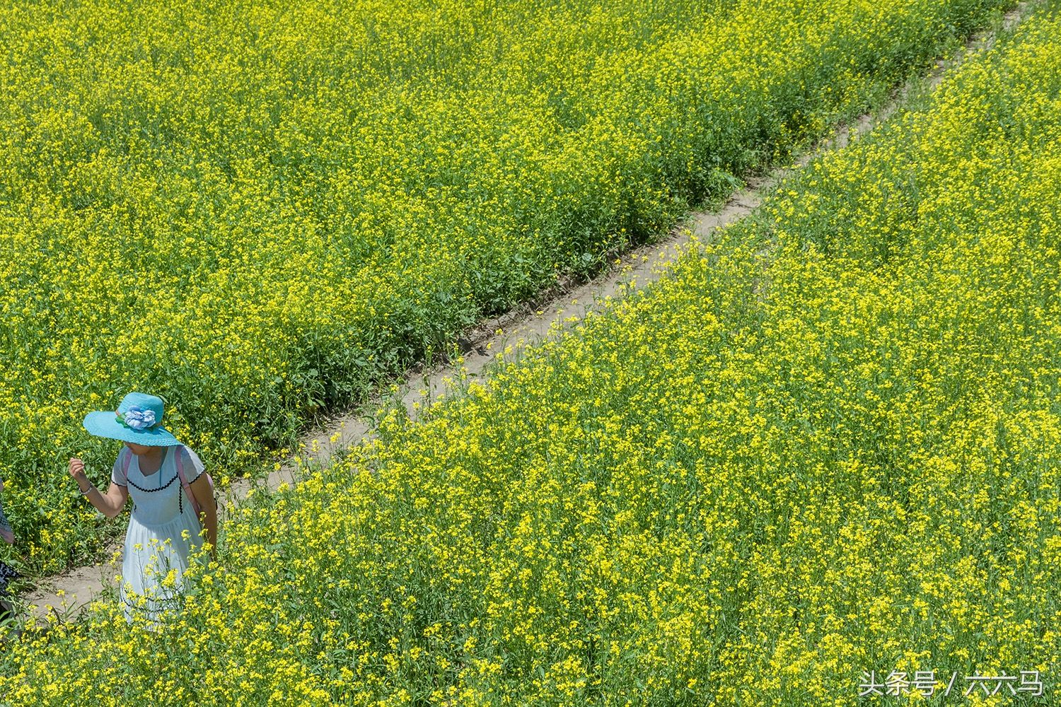 大庆市大同区林源镇有片百亩油菜花