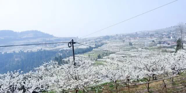 千亩李花竞相怒放，美得不像话！