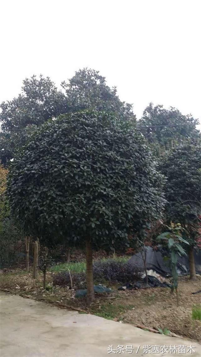 紫塞网三农苗木:河南潢川花木细述高杆桂花种