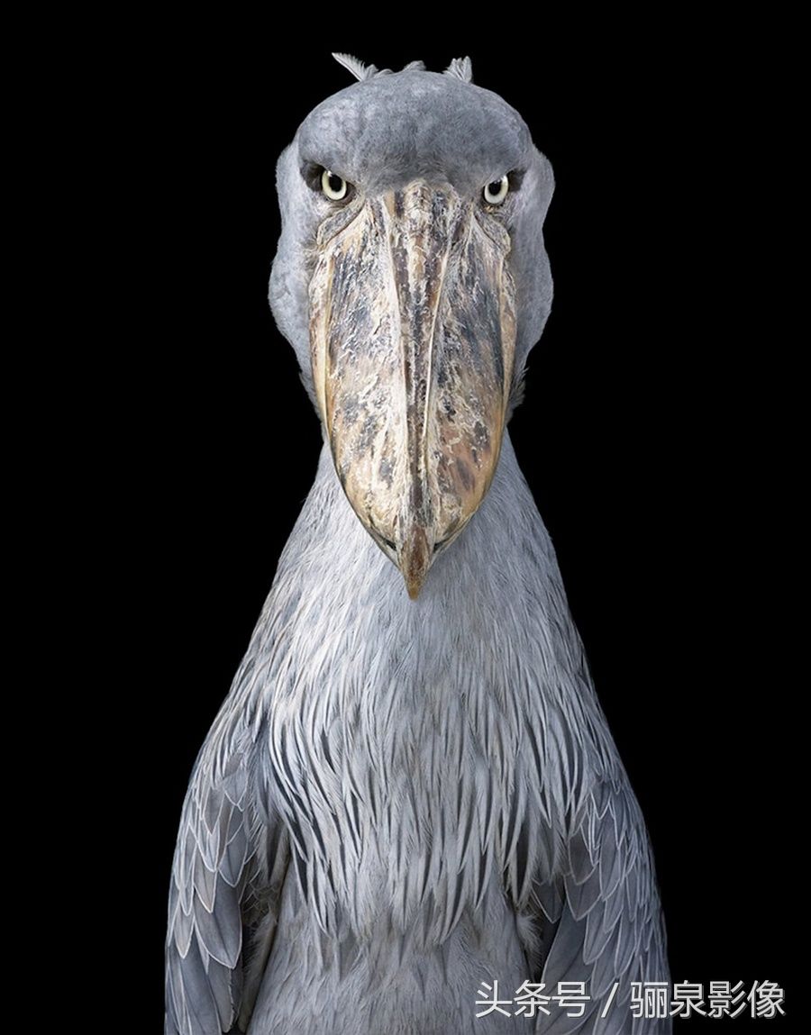 Tim Flach:唤起怜悯之心 充满人性的动物肖像