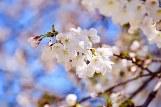 千亩李花竞相怒放，美得不像话！