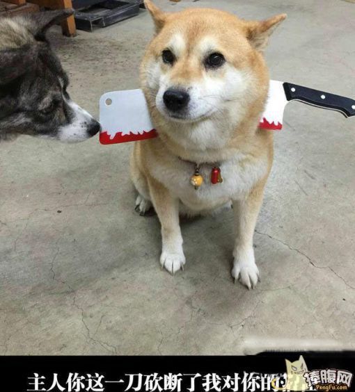 旁边的狗:我觉得你还可以抢救一下啦