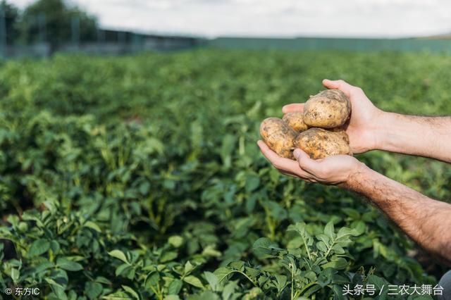 山东省最新土豆价格