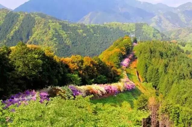 乐活旅行:错过了樱花，日本还有五处最美的紫藤花等着你!